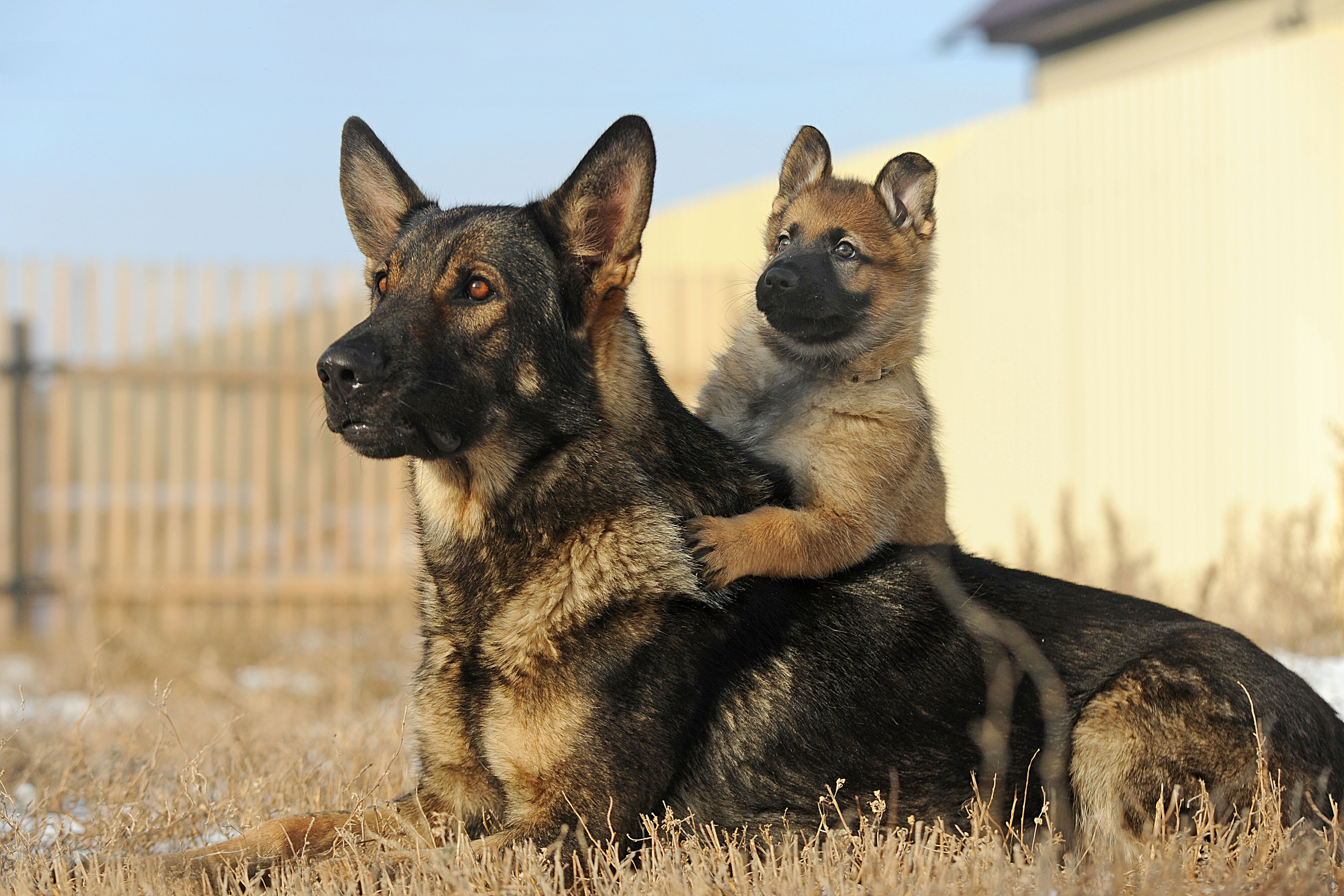 GERMAN SHEPHERD PUPPY — LOOKING FOR A GREAT HOME 🐾